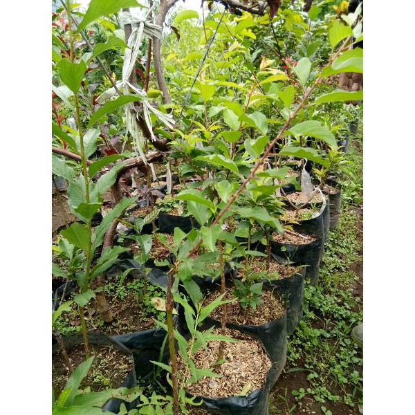 bibit buah aprikot sunflower