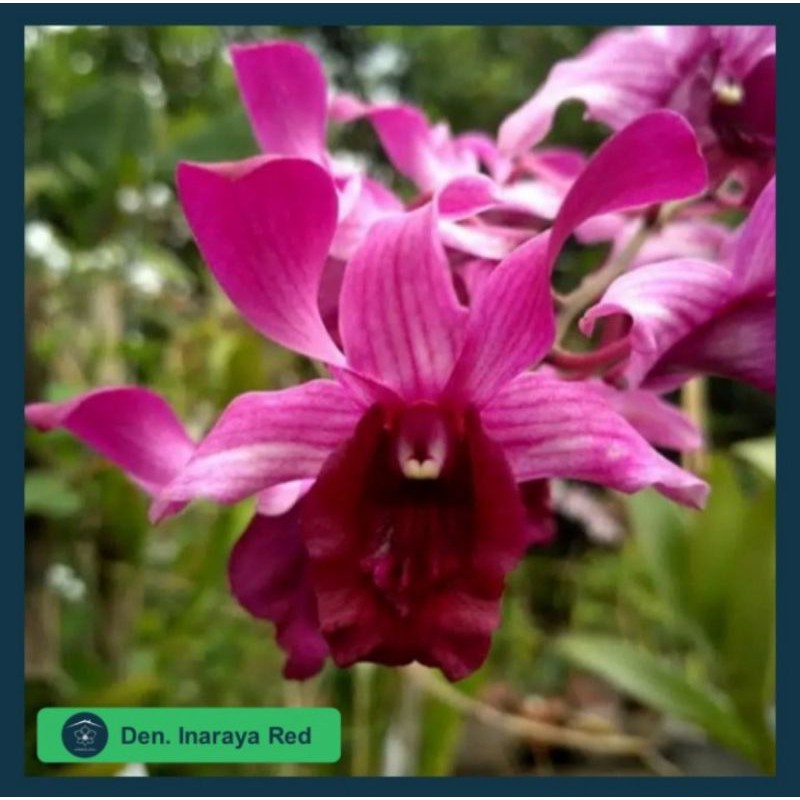 Seedling Anggrek Dendrobium dewasa Inaraya Red