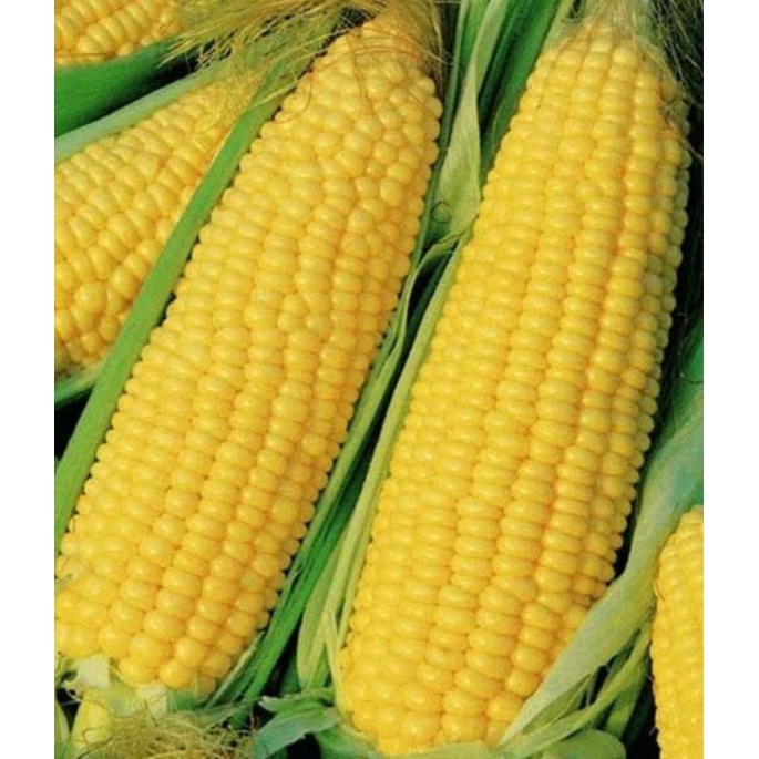 

Jagung manis Kupas