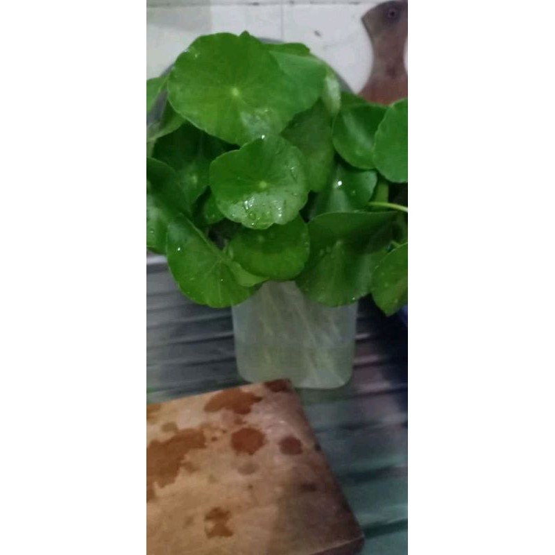 

pegagan segar langsung petik