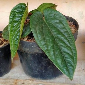 Tanaman hias Anthurium Sirih - Anthurium Sirih