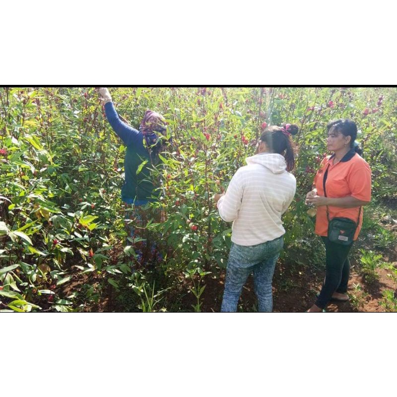 teh bunga rosela merah kering 1 kg