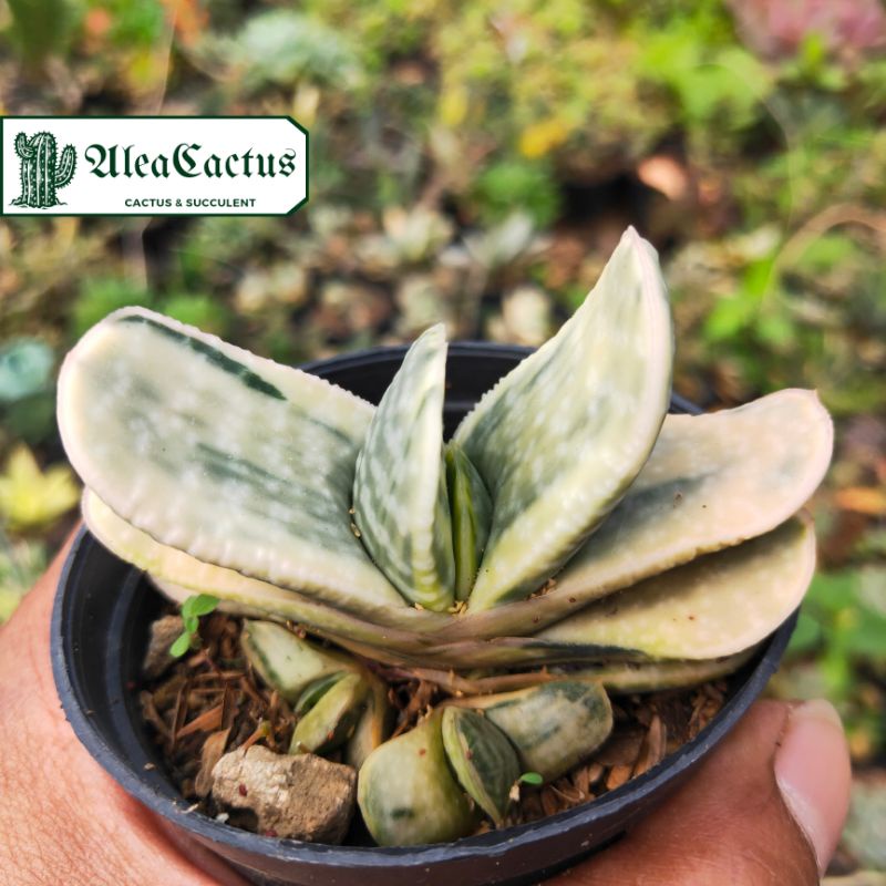 gasteria obtusa forma variegata