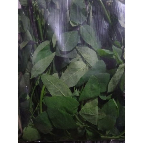 

Daun katuk
