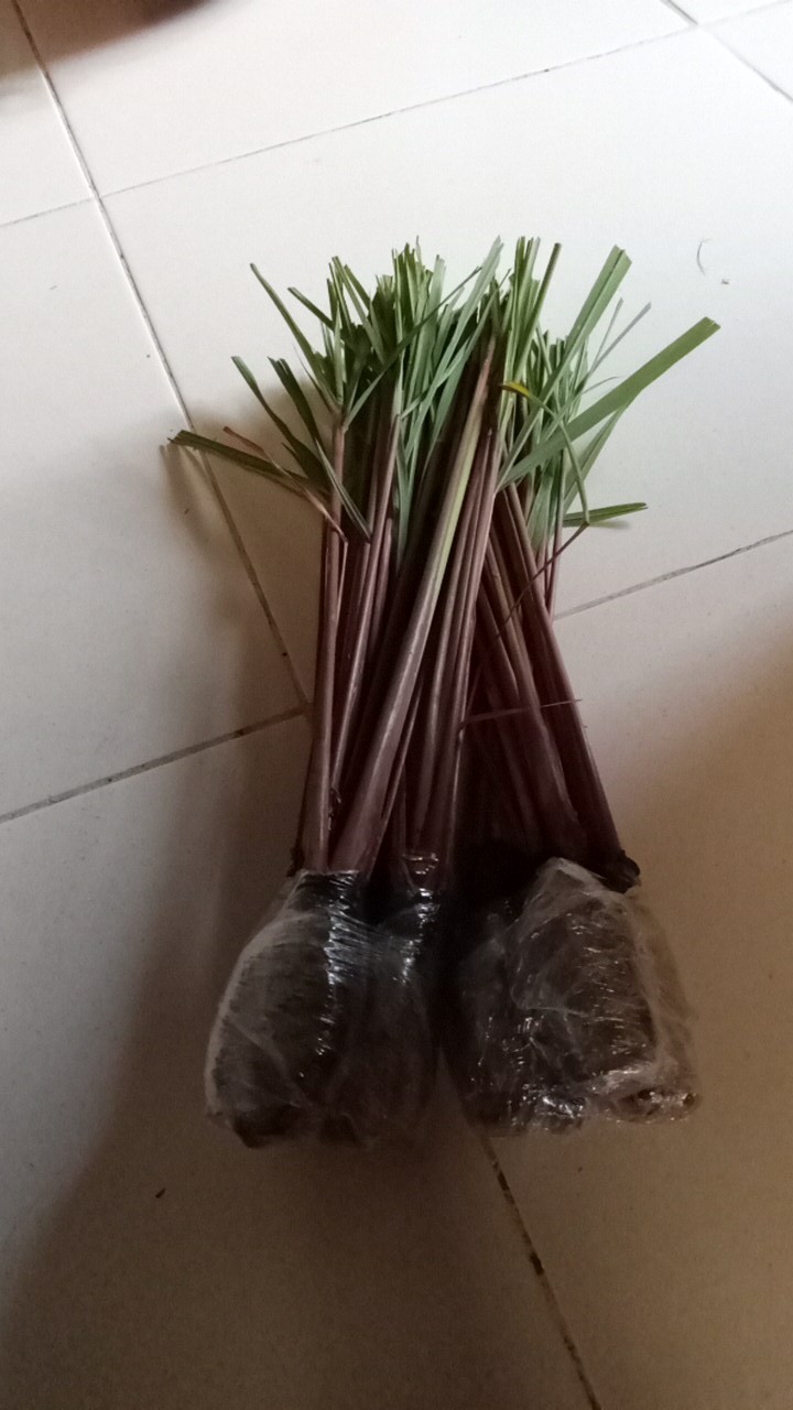 Pohon Sereh Wangi Sereh Merah