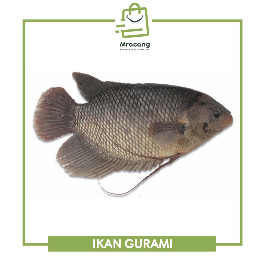 IKAN GURAMI FROZEN