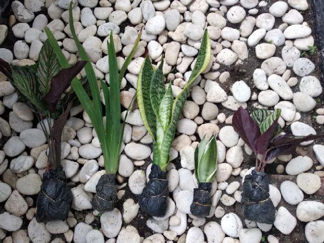 Calathea Ornata Sanderiana /bibit Tanaman Hias Bunga Kalatea