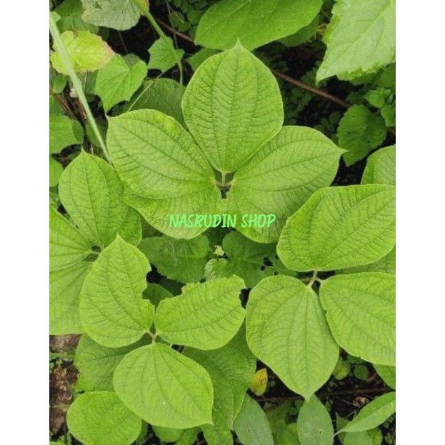 

[Fresh] DAUN GADUNG SEGAR / DIOSCOREA HISPIDA / DAUN GADUNG LANGSUNG PETIK