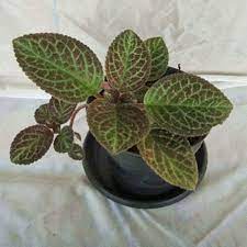 Tanaman gantung episcia cupreata/episcia bludru