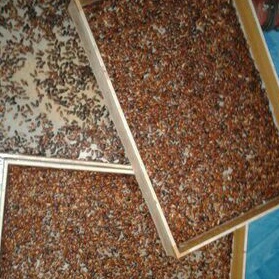 

KEPIK uh 2 gelas aqua
