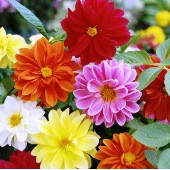 isi 3 benih biji bunga Dahlia Unwins Dwarf Mix import