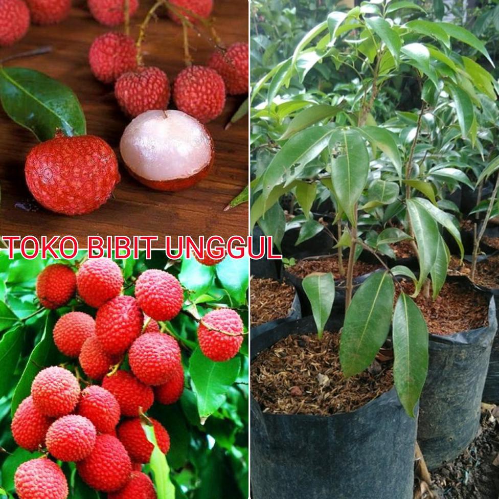 Super Bibit Buah Leci Merah @_$