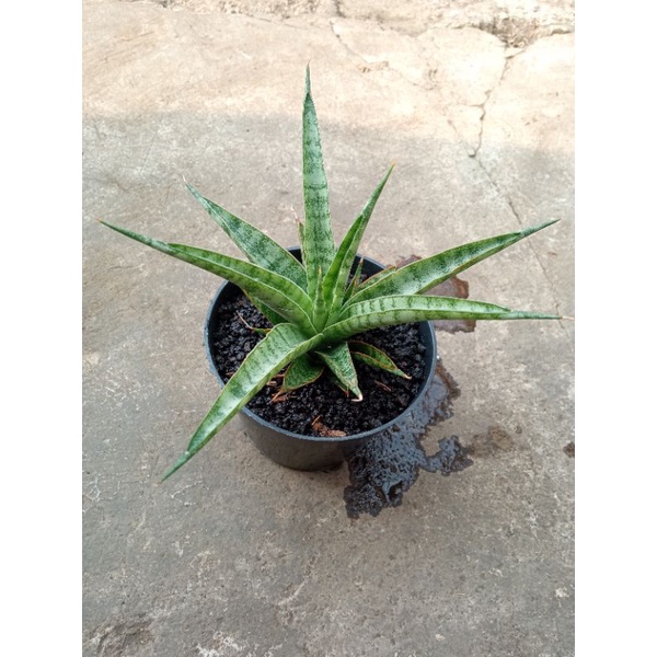 sansevieria gracilis