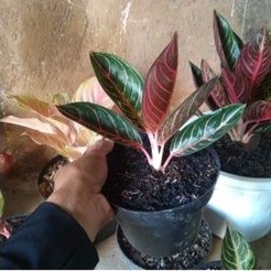 aglonema red sumatra / red sumatra / aglonema