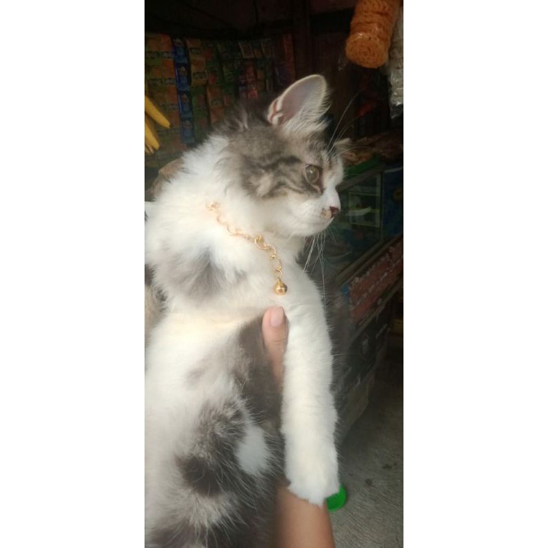 kalung rantai kucing gold anjing variasi rante lonceng asesoris