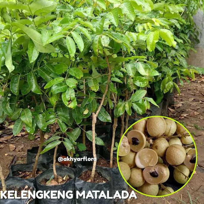 Benih Bibit Buah Bibit Buah Kelengkeng Matalada Tanaman Buah Kelengkeng Matalada Ro*