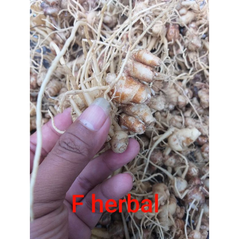 

kencur / cikur herbal / bahan masakan / bahan bikin TO