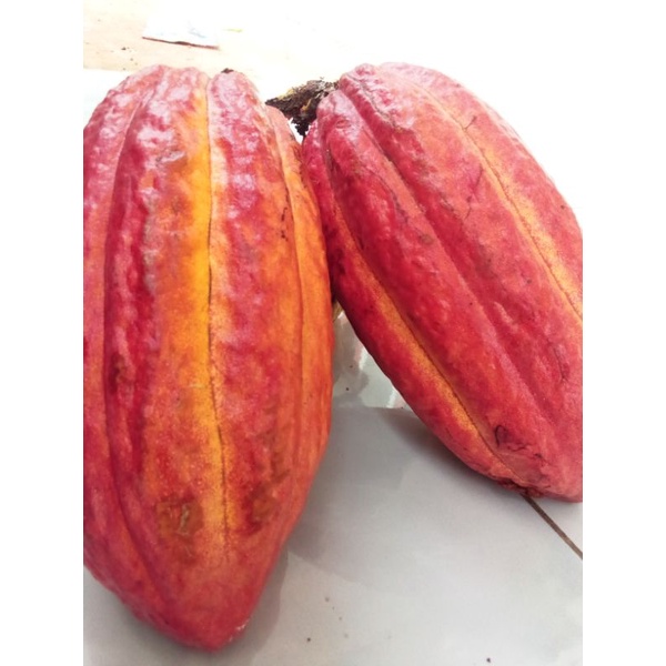 

BUAH COKLAT MATANG/BUAH CACAO