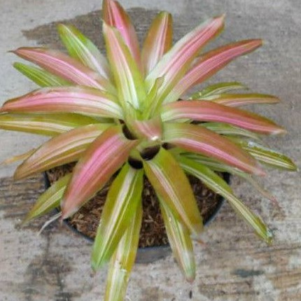 tanaman hias bromelia tricolor - pohon bromelia three color - tanaman hias taman - nanas nanasan