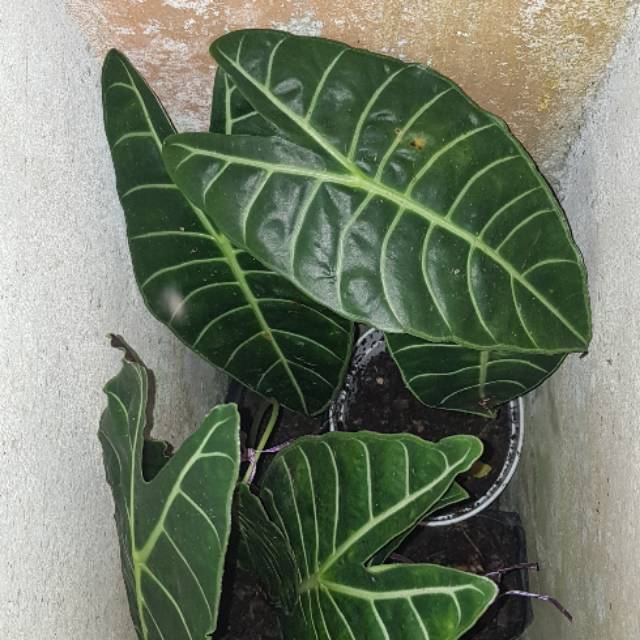 Alocasia watsoniana  (remaja 1daun rawatan) daun lebar