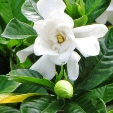 Pohon Gardenia Kaca Piring Tanaman Hias Gardenia Agusta / Kaca piring