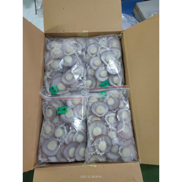 

Kerang Simping Bersih 500gr