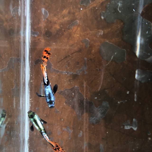 Ikan Guppy Platinum Dragon