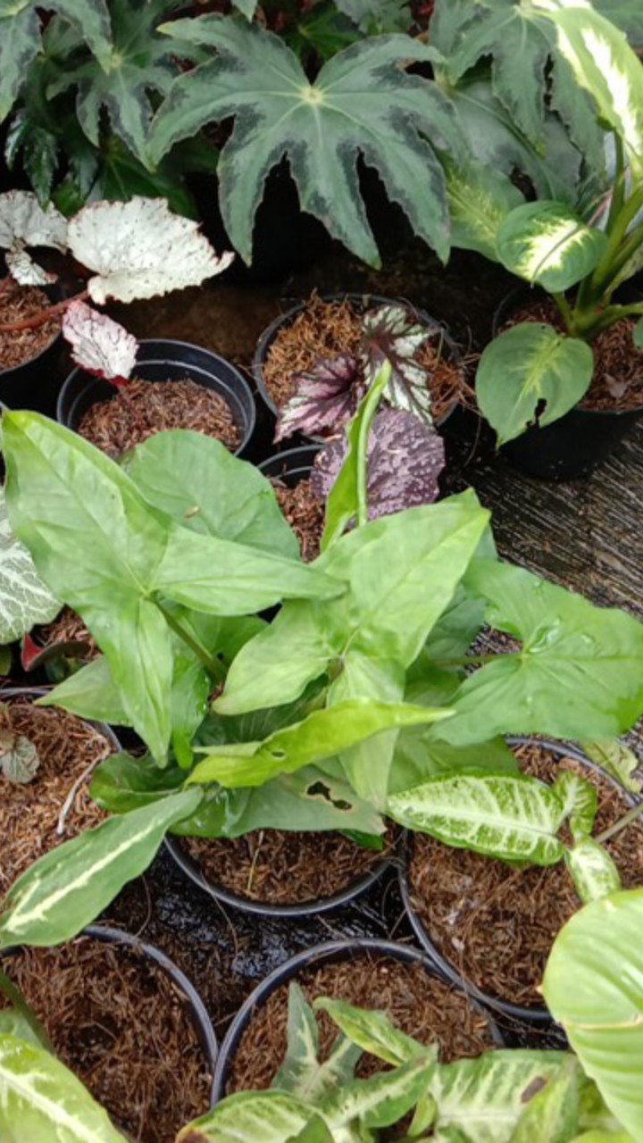 Singonium.. Green Mojito