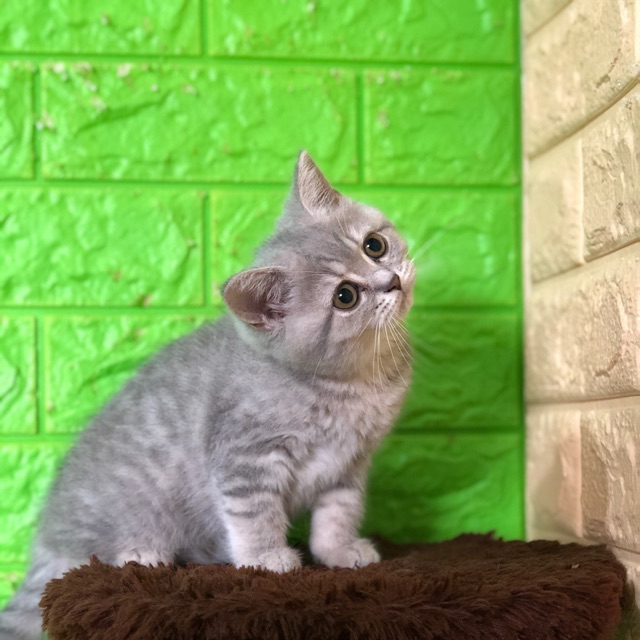 Kucing british shorthair BSH female Anakann ped  Shopee Indonesia