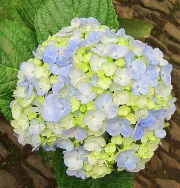 Tanaman bunga panca warna / hortensia / hydrangea