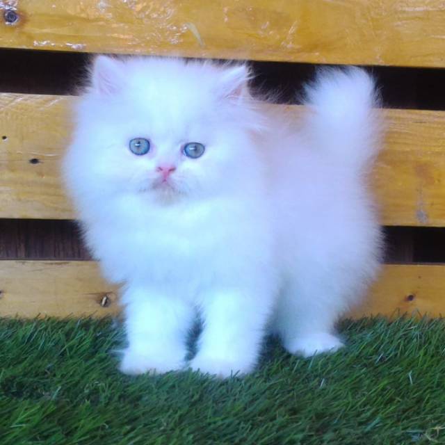 Kitten Flatnose super gembul Gemesin