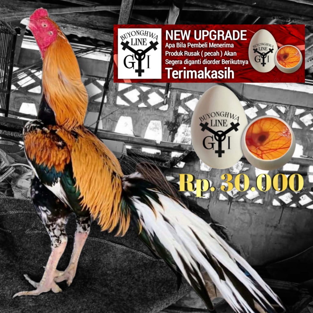 Bibit Ayam Bangkok Thailand ekor lidi hias telur siap tetas tipe A30 SUPERNOVA