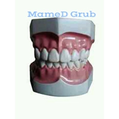 Phantom Gigi / Phantom Dental Gigi Dewasa