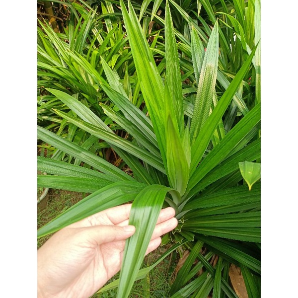 

Daun pandan wangi ORGANIK/ Daun pandan segar/ Pandan segar