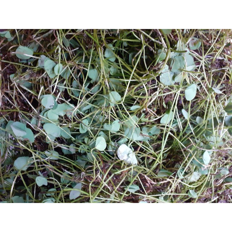 

daun semanggi segar 500gr