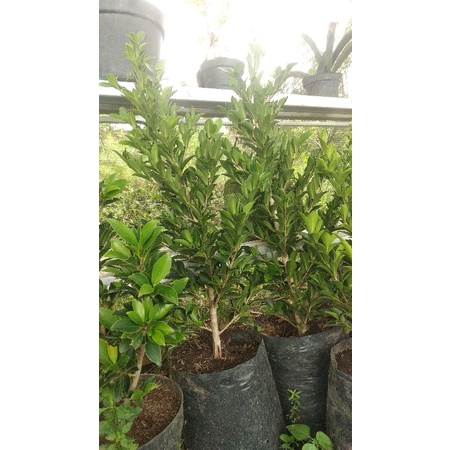 BONSAI : Bibit Beringin Elegan / Ficus Elegans ORI