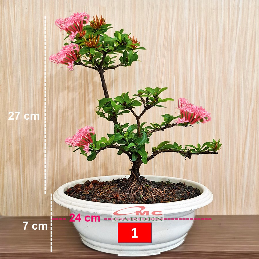 Tanaman Hias Bonsai Bonsae Mame Soka Mini Asoka Jepang Ixora Pink Jambon B-SMP-001