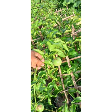 bibit markisa manis berbuah