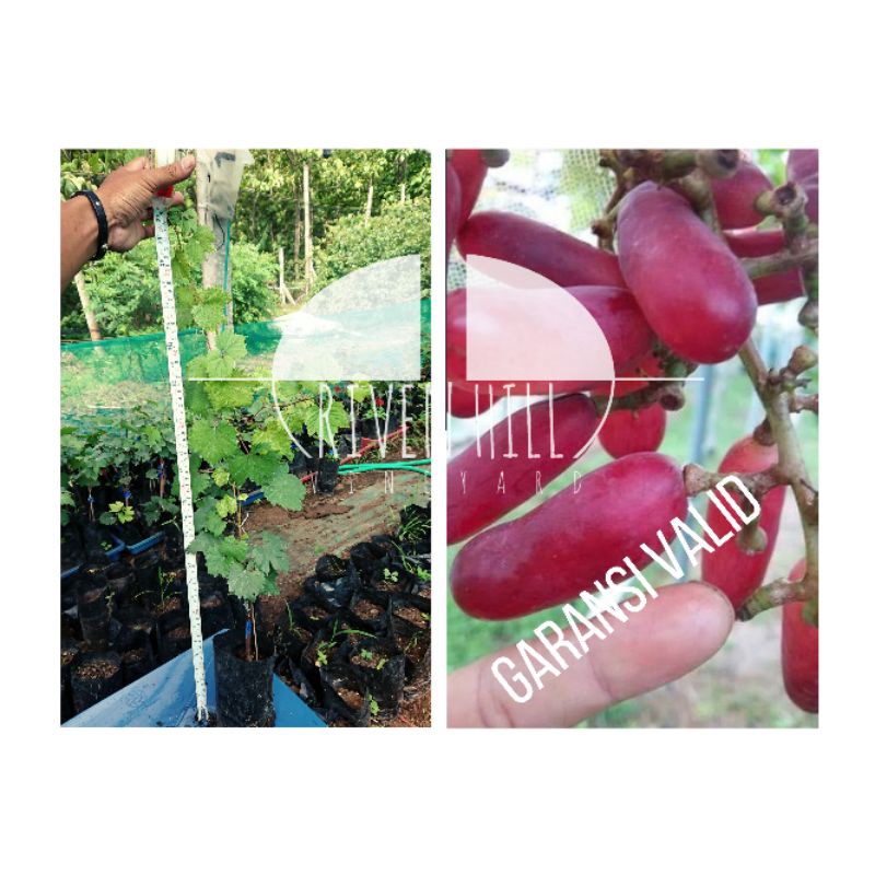 BIBIT ANGGUR IMPORT RECTO PENTHUNG DENGAN ROOTSTOCK KOBER5BB