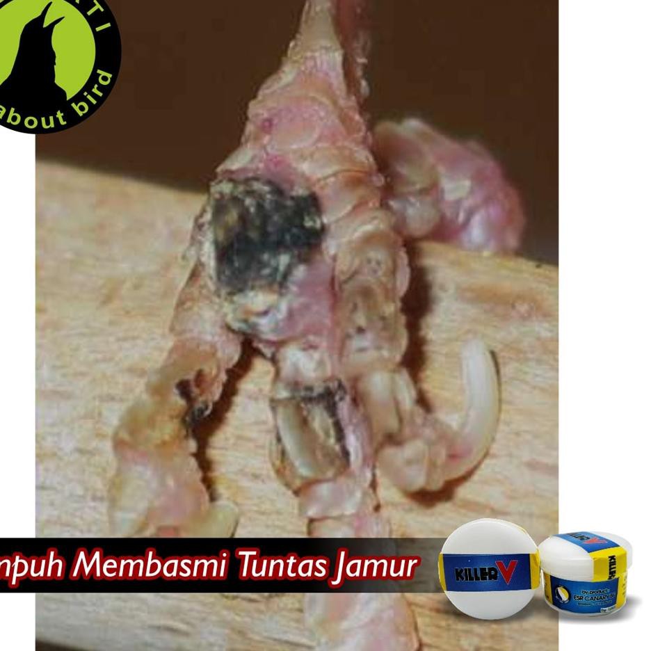 Reborn KILLER V KILER V SALEP KAKI BURUNG / OBAT KAKI BURUNG KENARI BENGKAK IRITASI JAMUR BULBUL BAS
