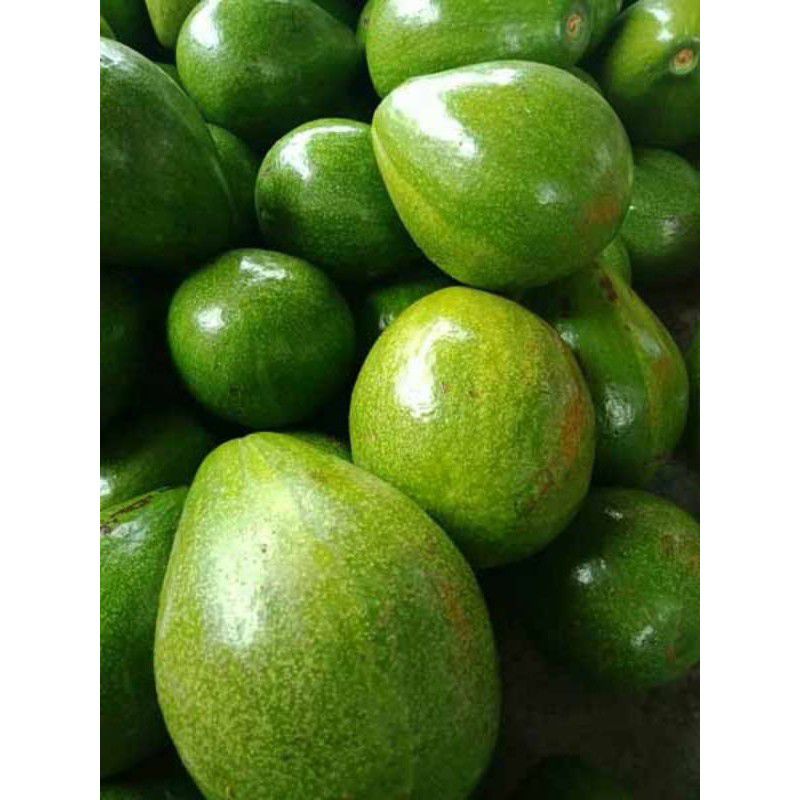 

Alpukat Mentega Super 500gr