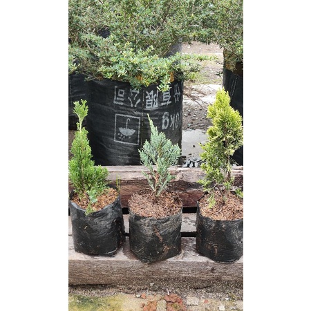 paket 3 jenis cemara sinensis. golden, blu, green