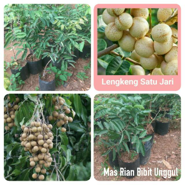 Bibit okulasi kelengkeng satu jari
