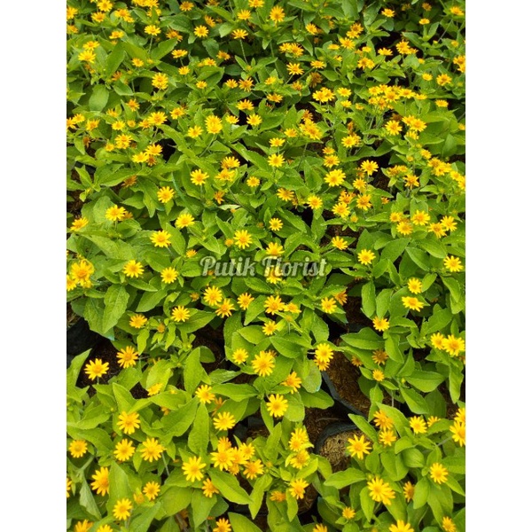 Tanaman Bunga Butter Daisy Kuning / Seribu Bintang