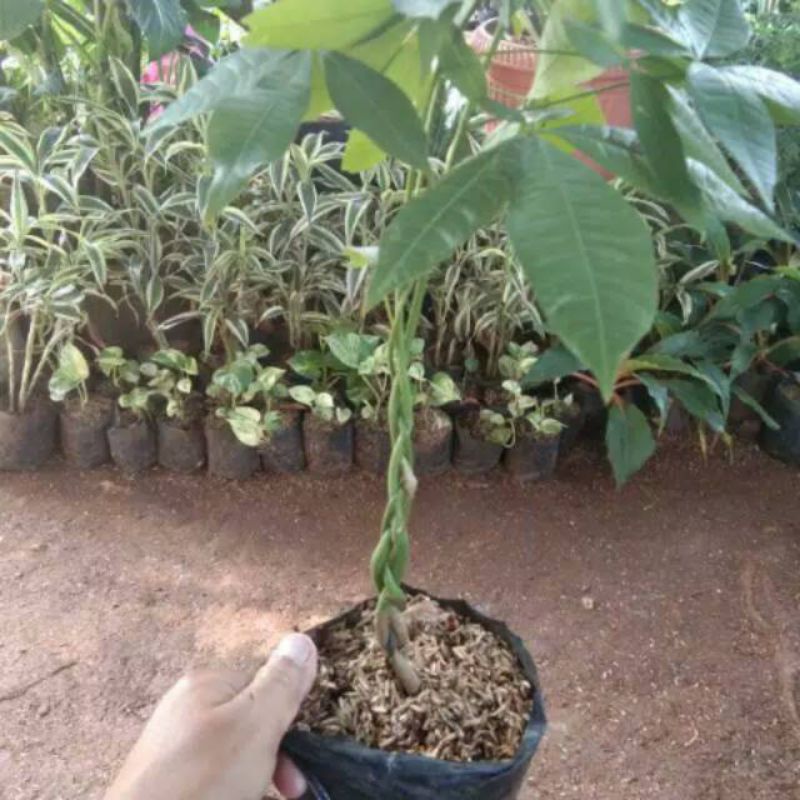 tanaman pacira kepang 3 - tanaman hias pacira