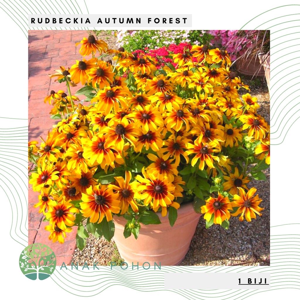 Benih Bibit Biji - Bunga Rudbeckia Autumn Forest Flower Seeds - IMPORT