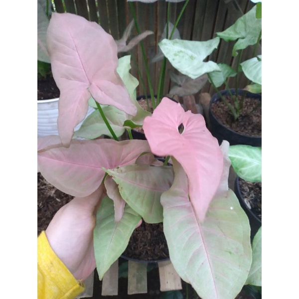 neon robusta pink/syngonium neon robusta pink