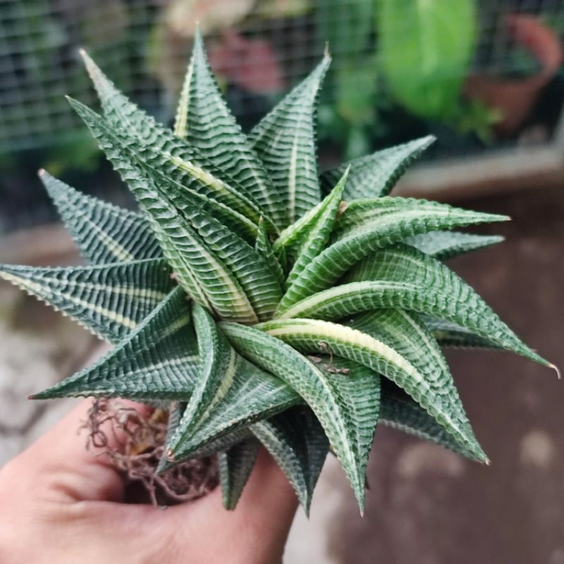 Haworthia limifolia variegata