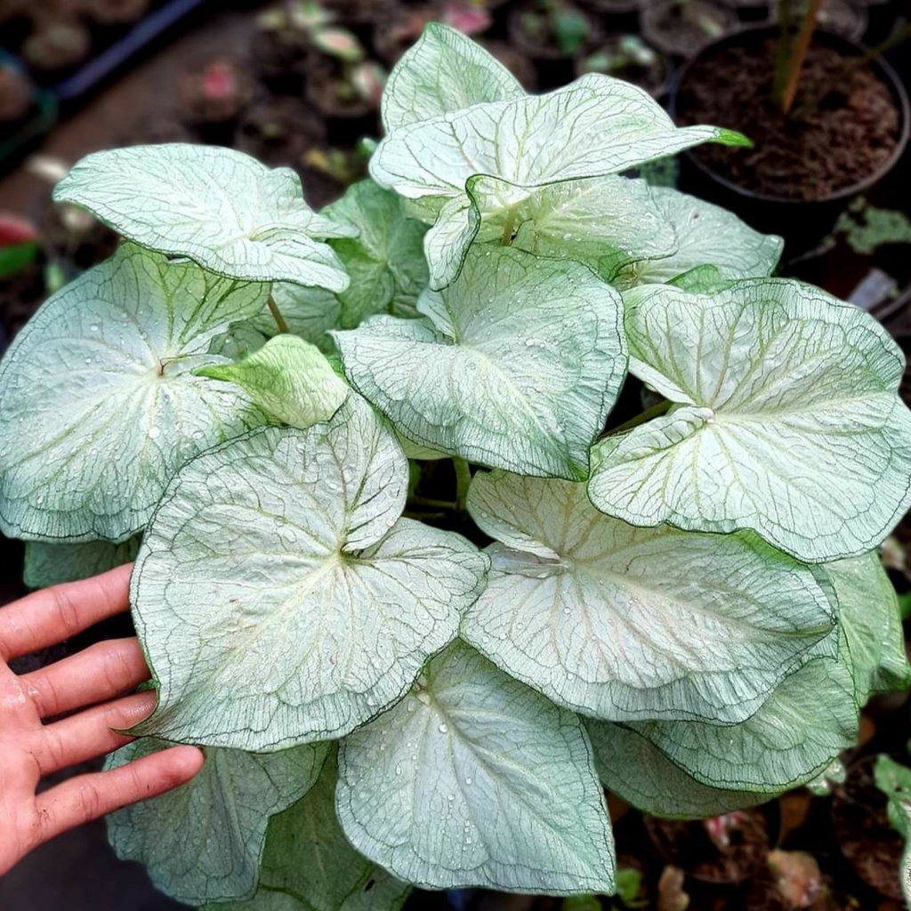 Keladi White Jaguar Tanaman Hias Hidup Bibit Bunga Caladium White Jaguar Murah Bukan Bonggol