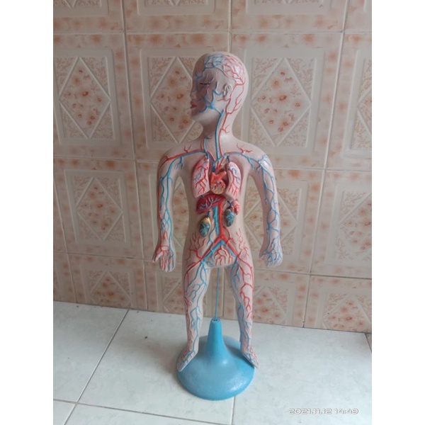 

torso Peredaran darah Lepasan alat peraga pendidikan